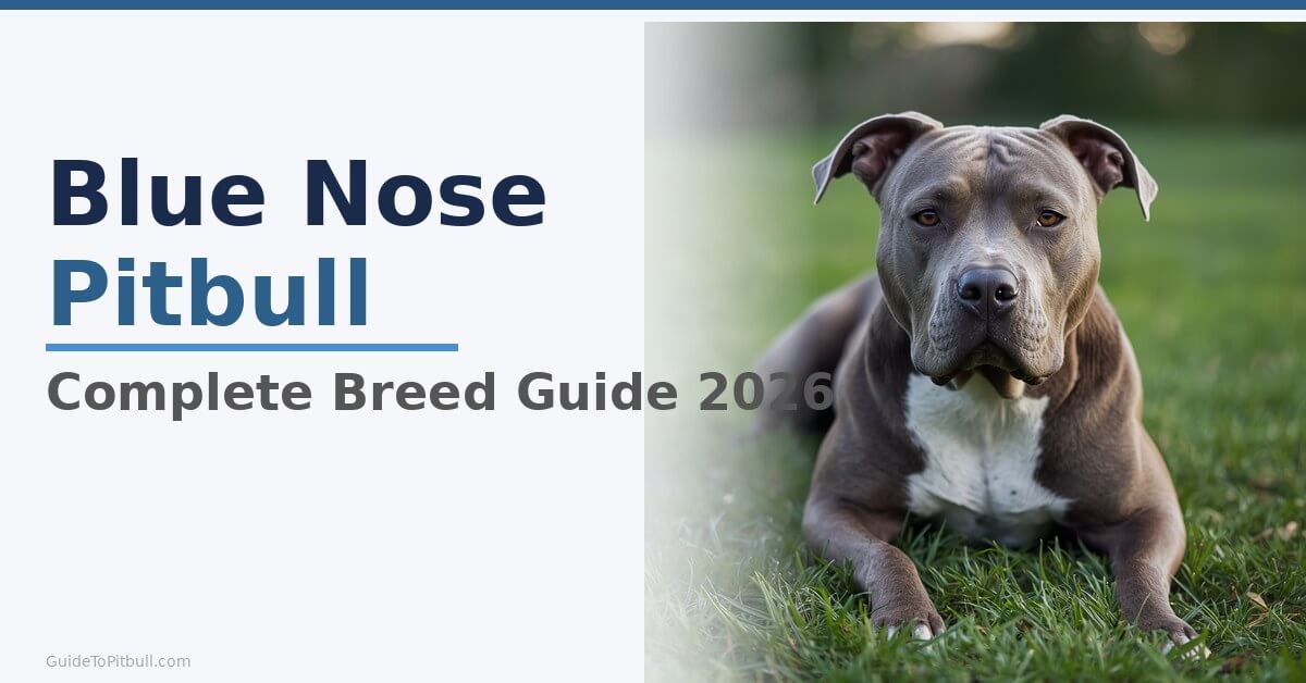 blue nose pitbull complete breed guide facts 2026