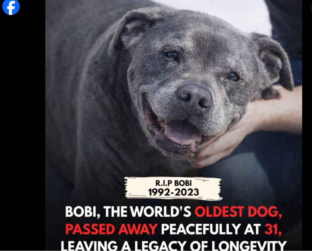 oldest-pitbull-on-record