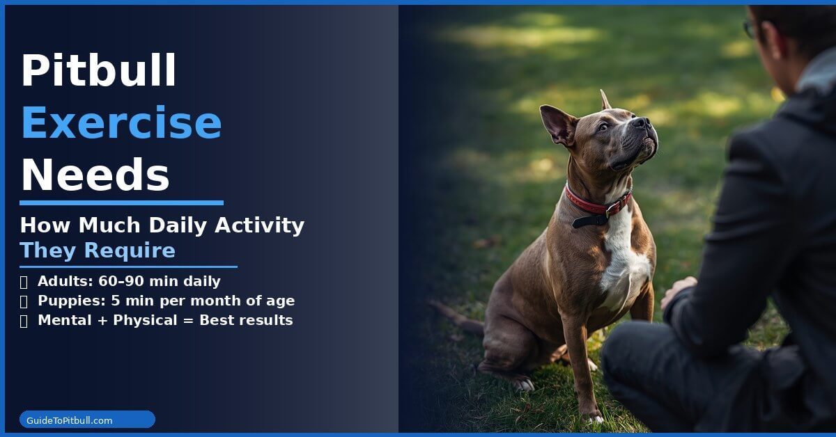 pitbull exercise needs how much daily activity they require complete guide